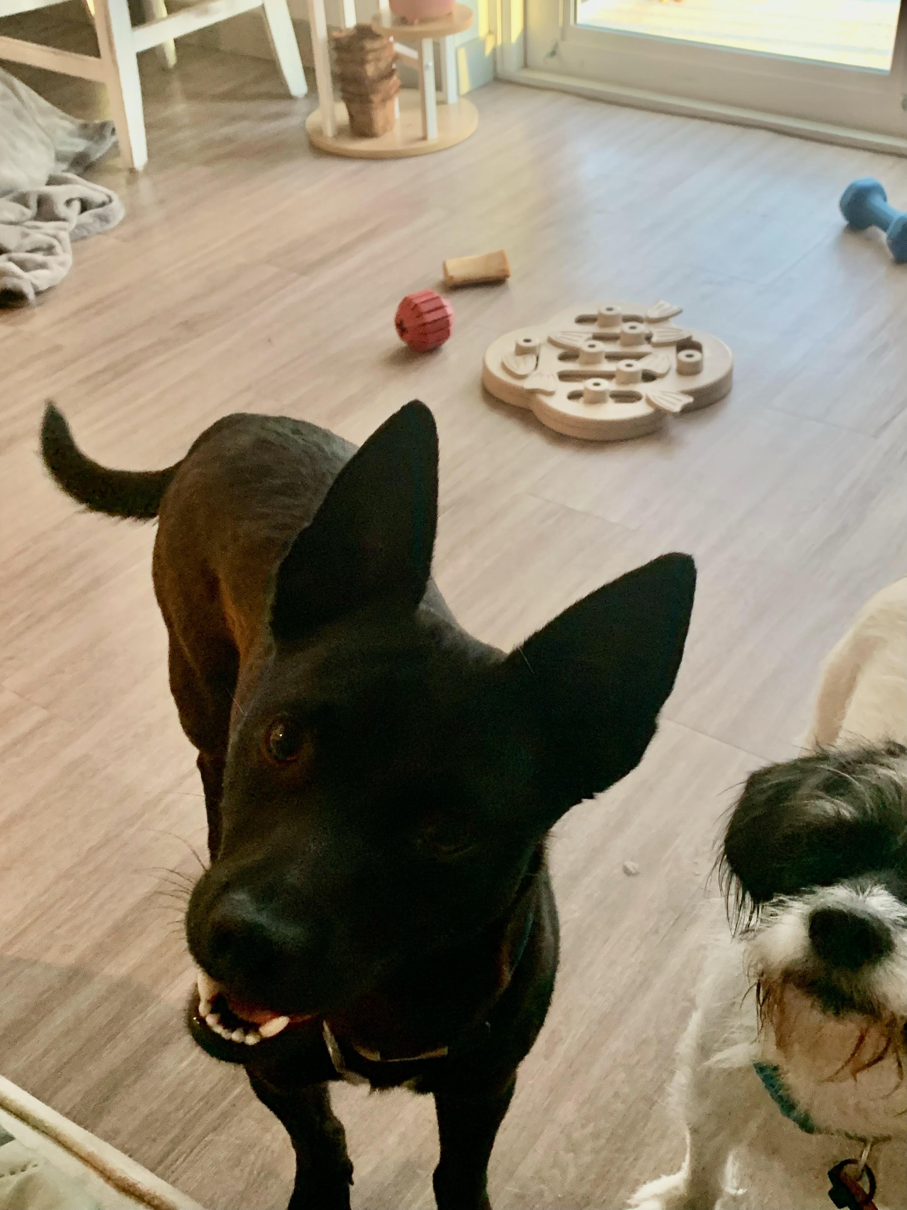 Enlarge Oscar, a ADOPTABLE mixed breed in Port Saint Lucie, FL image 1/5