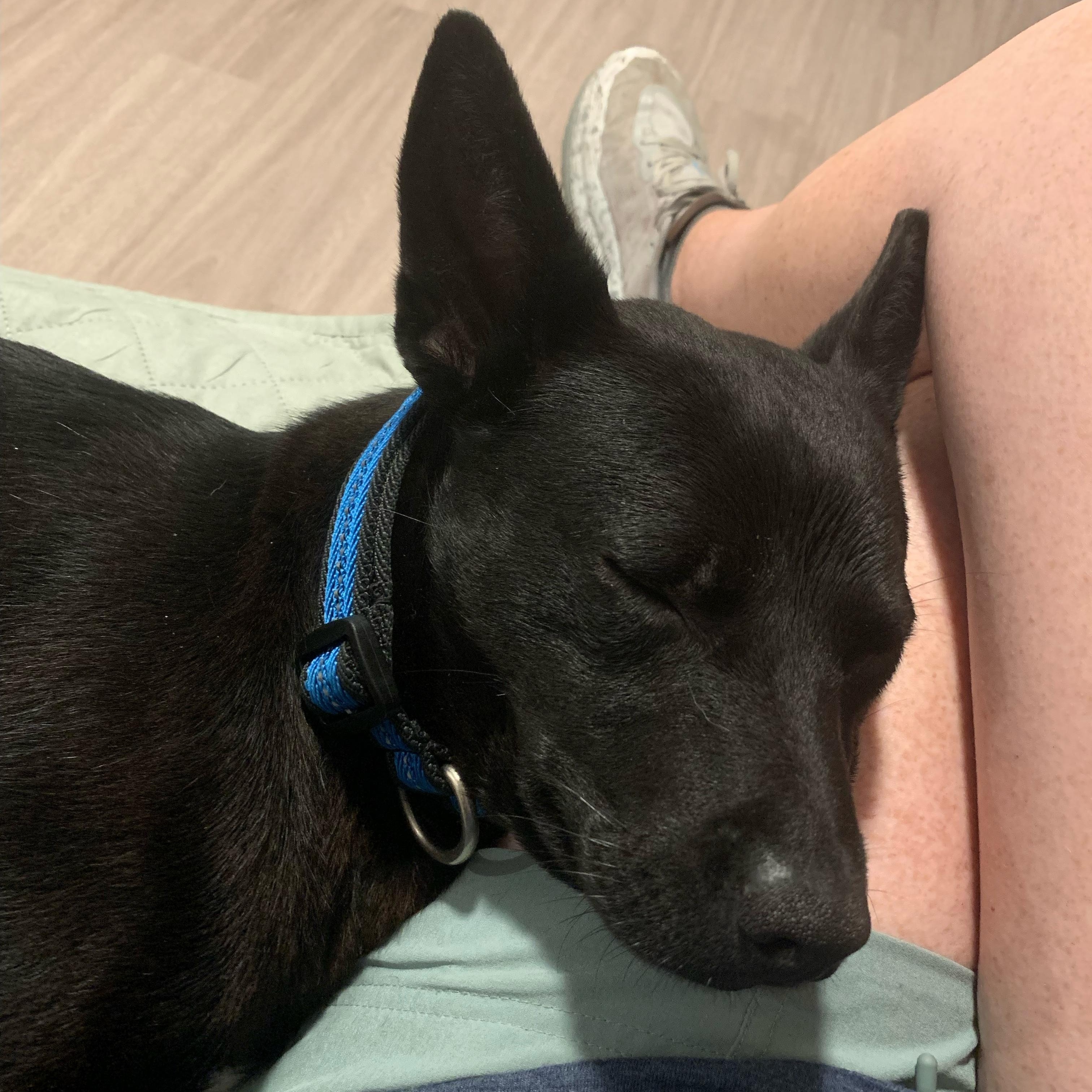 Enlarge Oscar, a ADOPTABLE mixed breed in Port Saint Lucie, FL image 4/5