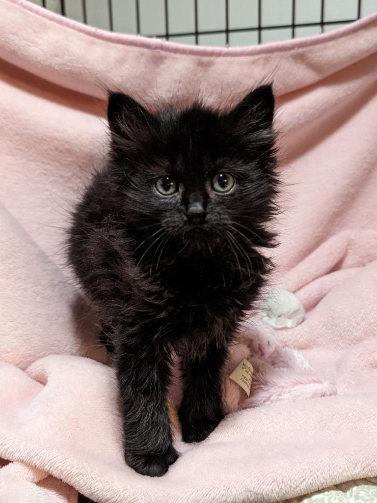 Enlarge Ravioli (Langley kitten #59), a Adoptable mixed breed in Richmond, BC image 1/1