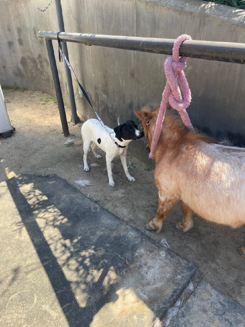 Sophie, a Adopted mixed breed in Encino, CA image 4/5