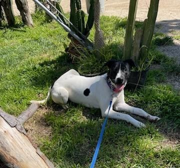 Sophie, a Adopted mixed breed in Encino, CA image 2/5