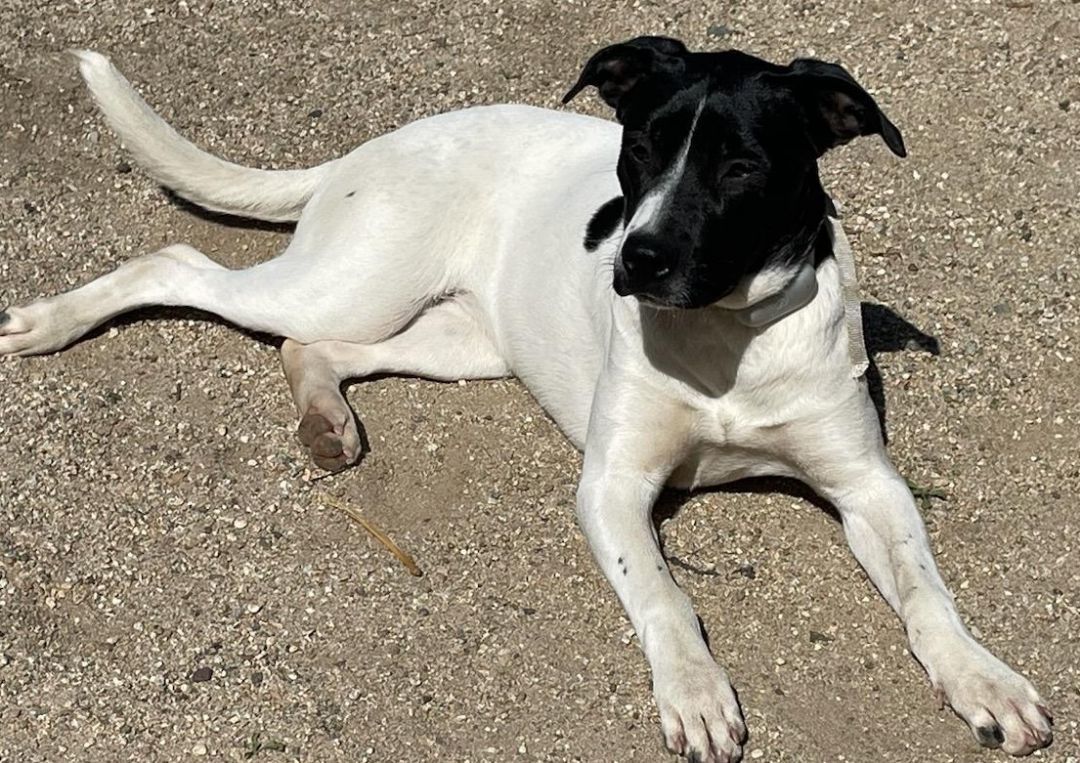 Sophie, a Adopted mixed breed in Encino, CA image 3/5