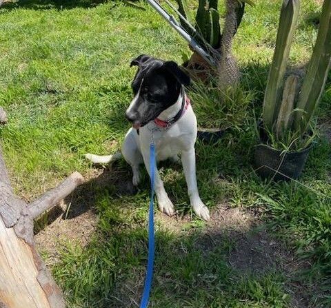 Sophie, a Adopted mixed breed in Encino, CA image 5/5