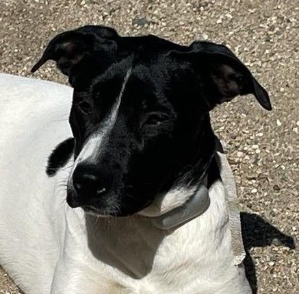 Sophie, a Adopted mixed breed in Encino, CA image 1/5