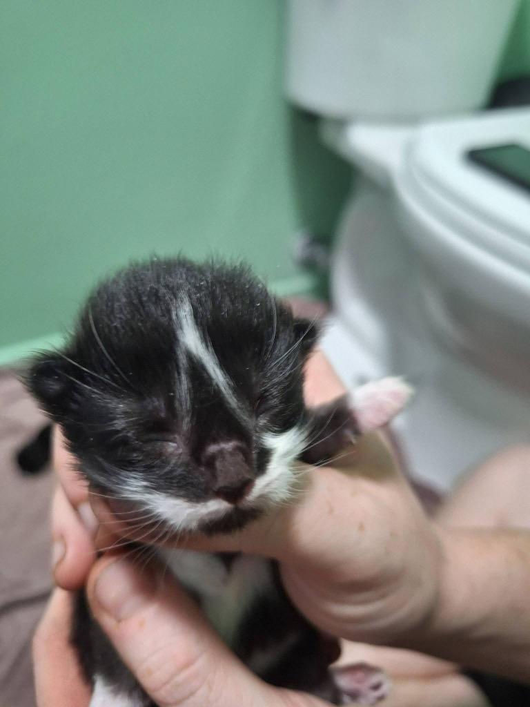 Avalon, Adopted, Kitten Female Tuxedo.