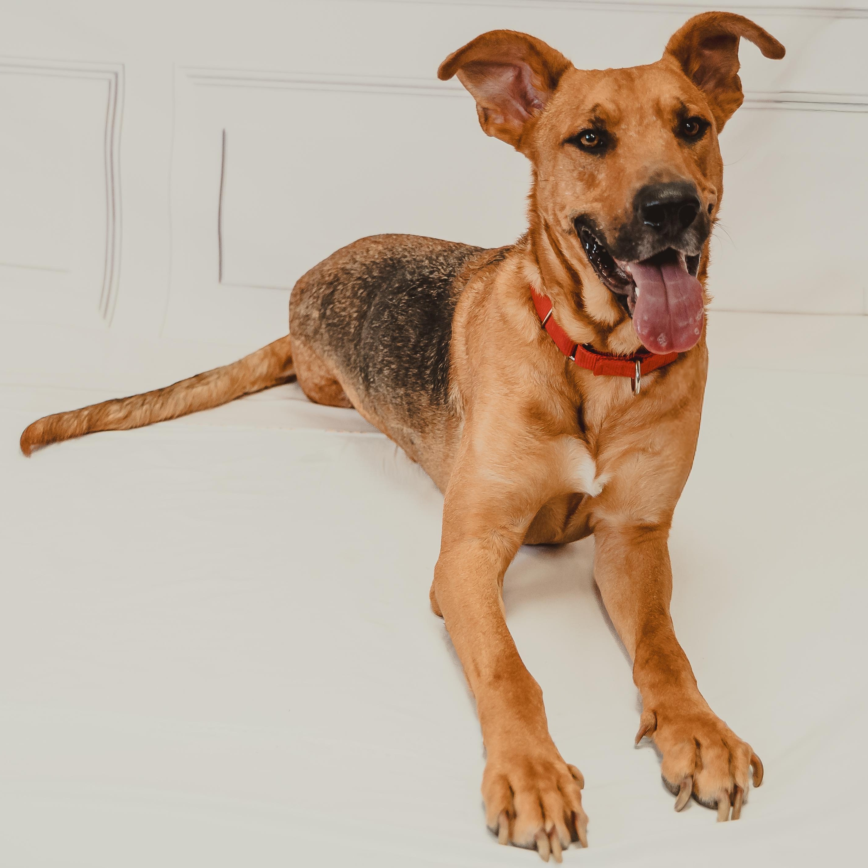 Enlarge Chance, a Adoptable mixed breed in Manchester, CT image 3/6