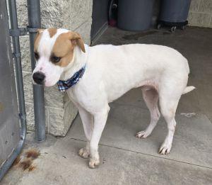 Enlarge Dougie, a Adoptable mixed breed in Bucyrus, OH image 4/5