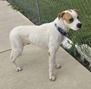 Enlarge Dougie, a Adoptable mixed breed in Bucyrus, OH image 3/5