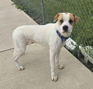 Enlarge Dougie, a Adoptable mixed breed in Bucyrus, OH image 2/5
