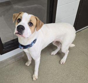 Enlarge Dougie, a Adoptable mixed breed in Bucyrus, OH image 1/5