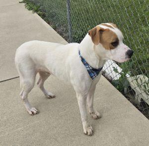 Enlarge Dougie, a Adoptable mixed breed in Bucyrus, OH image 5/5