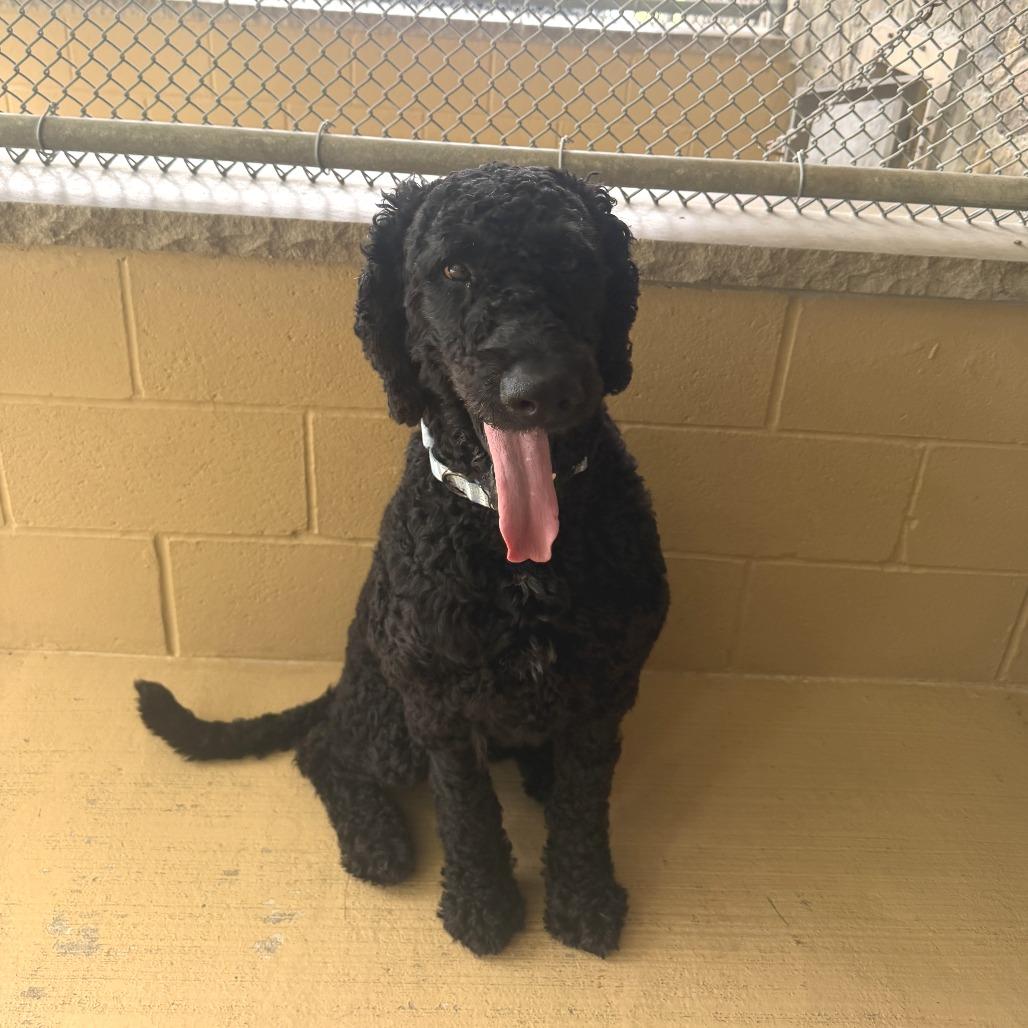 Enlarge Sharpie, a Adoptable mixed breed in Sparta, NJ image 2/5