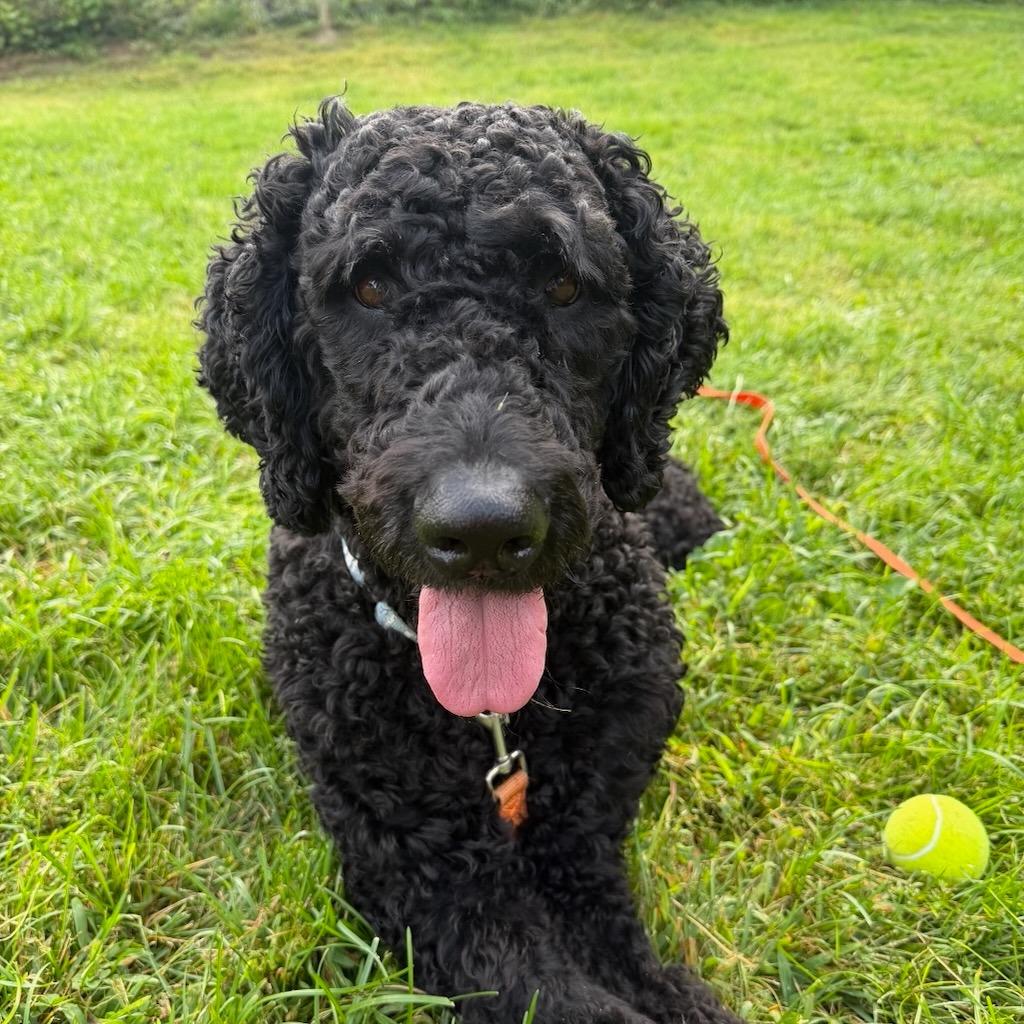 Enlarge Sharpie, a Adoptable mixed breed in Sparta, NJ image 4/5