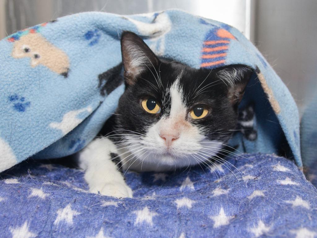Enlarge Paris, a Adoptable mixed breed in Lansing, KS image 1/1