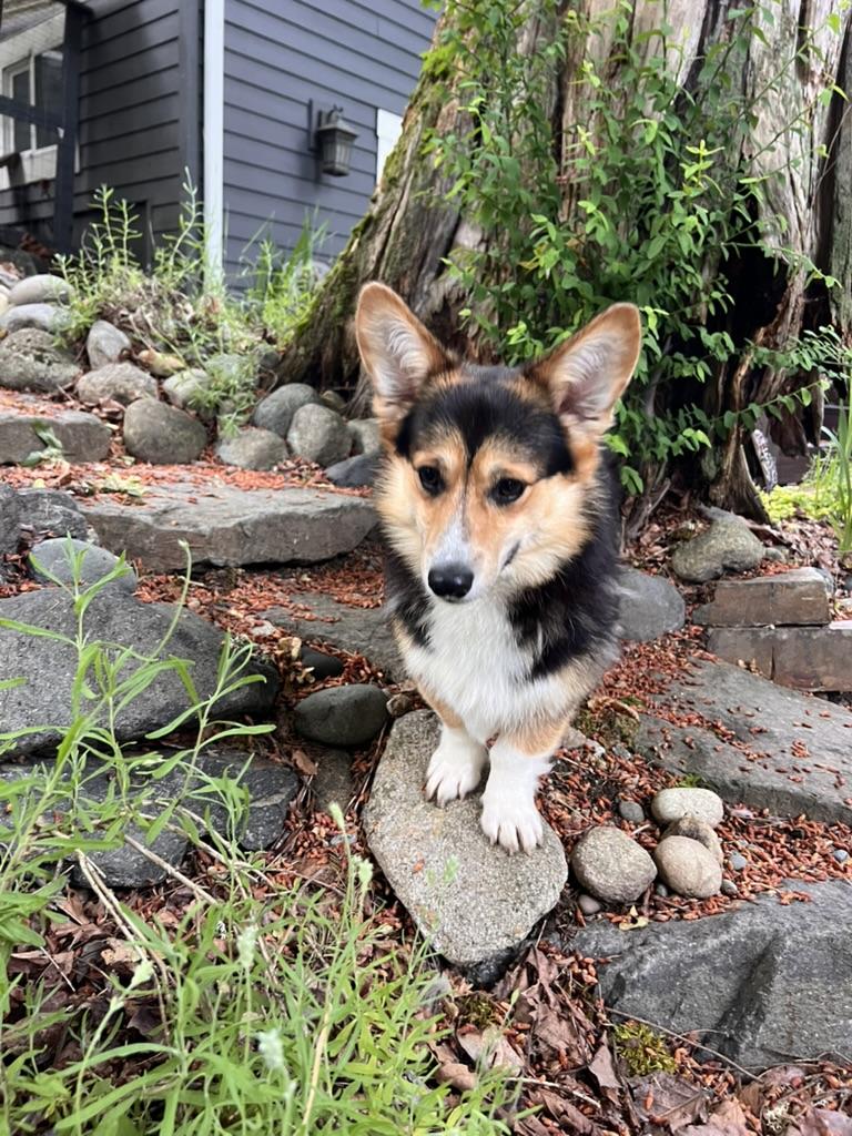 Enlarge Kevin - Corgi, an adopted Pembroke Welsh Corgi in Sammamish, WA image 2/4