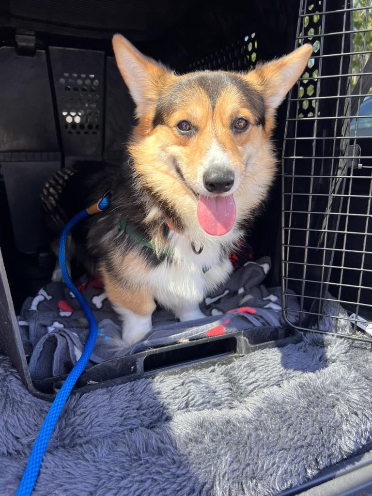 Kevin - Corgi, adopted, Young Male Pembroke Welsh Corgi.
