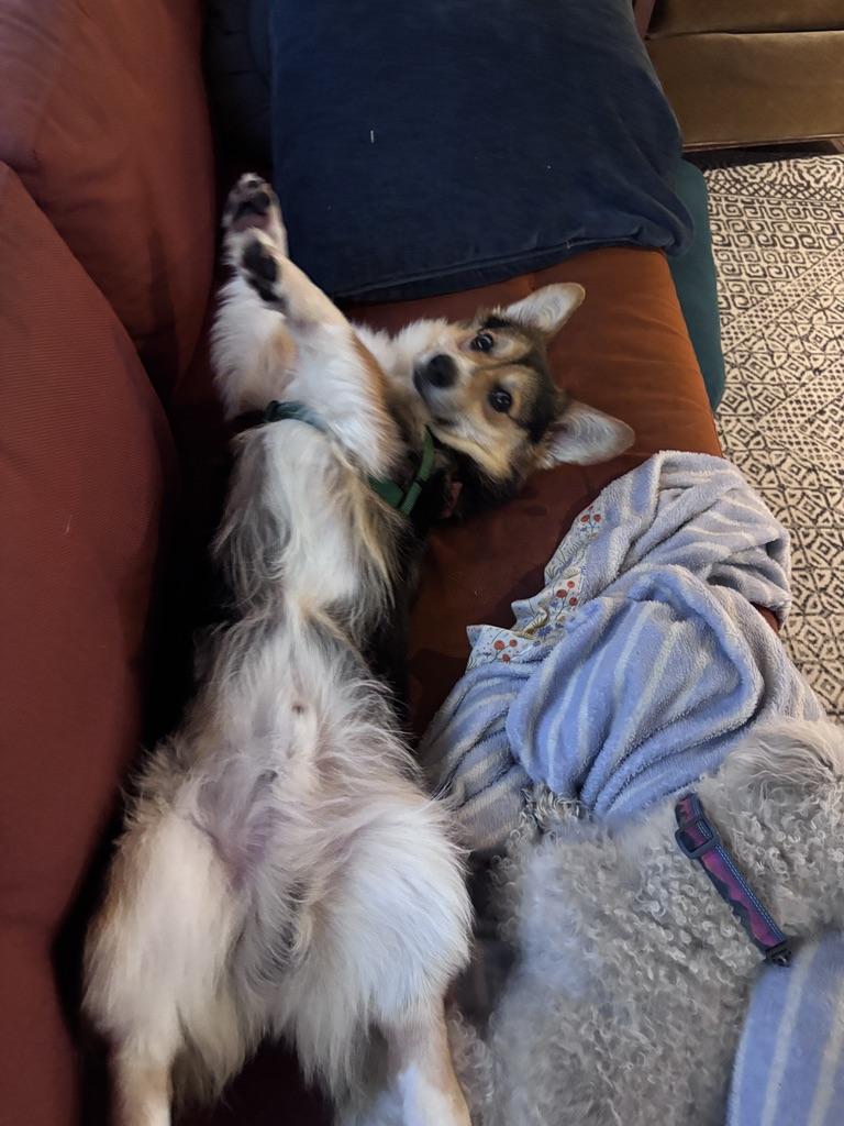 Enlarge Kevin - Corgi, an adopted Pembroke Welsh Corgi in Sammamish, WA image 3/4