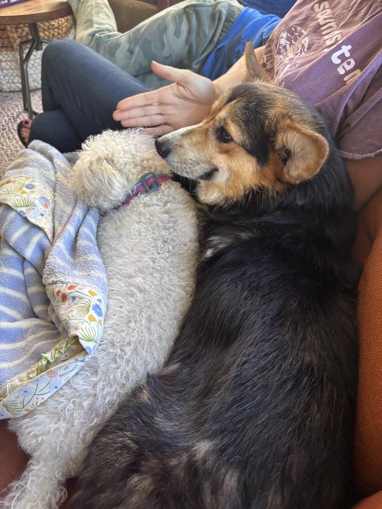 Enlarge Kevin - Corgi, an adopted Pembroke Welsh Corgi in Sammamish, WA image 4/4