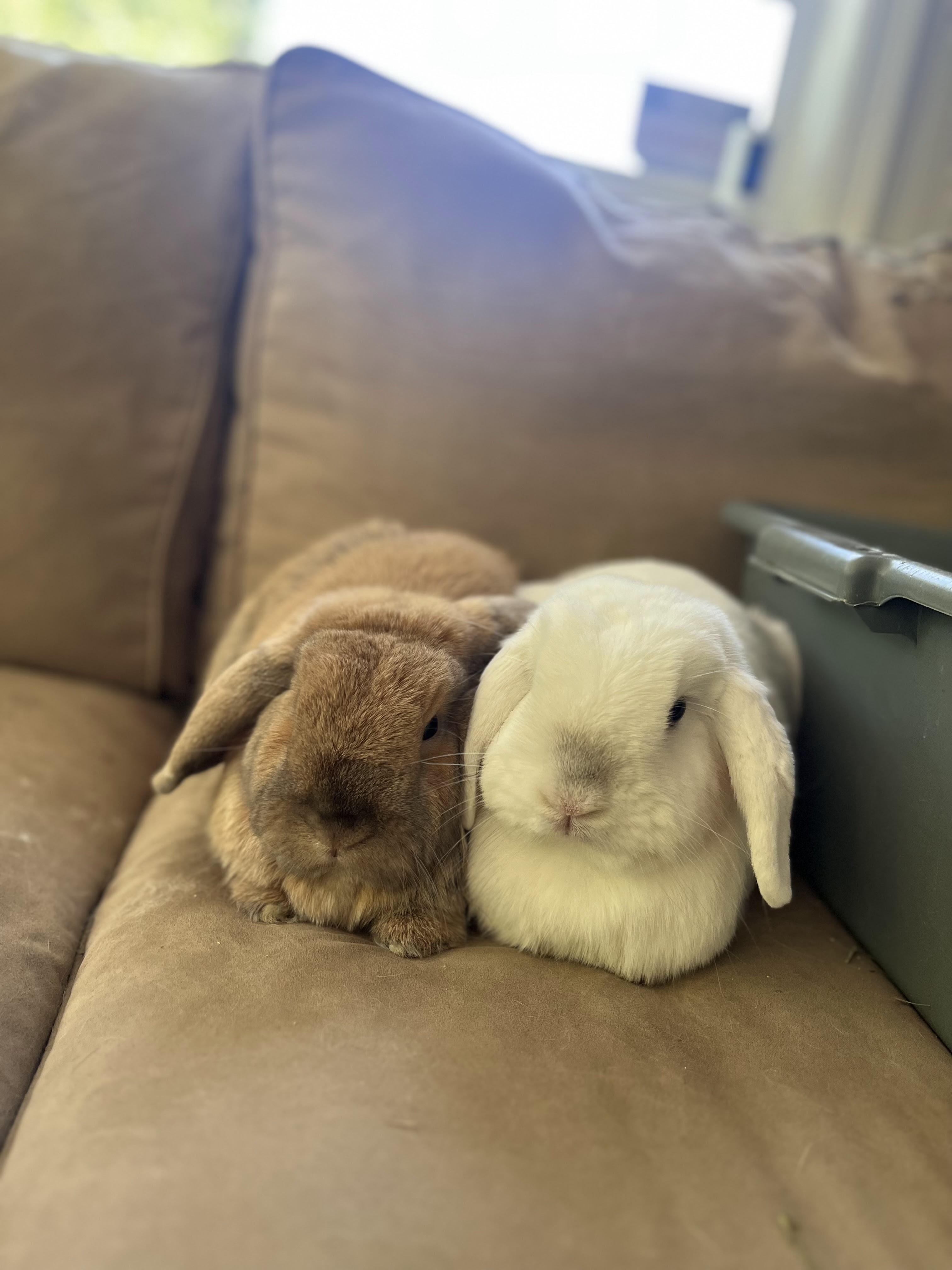 Enlarge Meeko and Thumper, a Adoptable Holland Lop in Birmingham, AL image 1/1