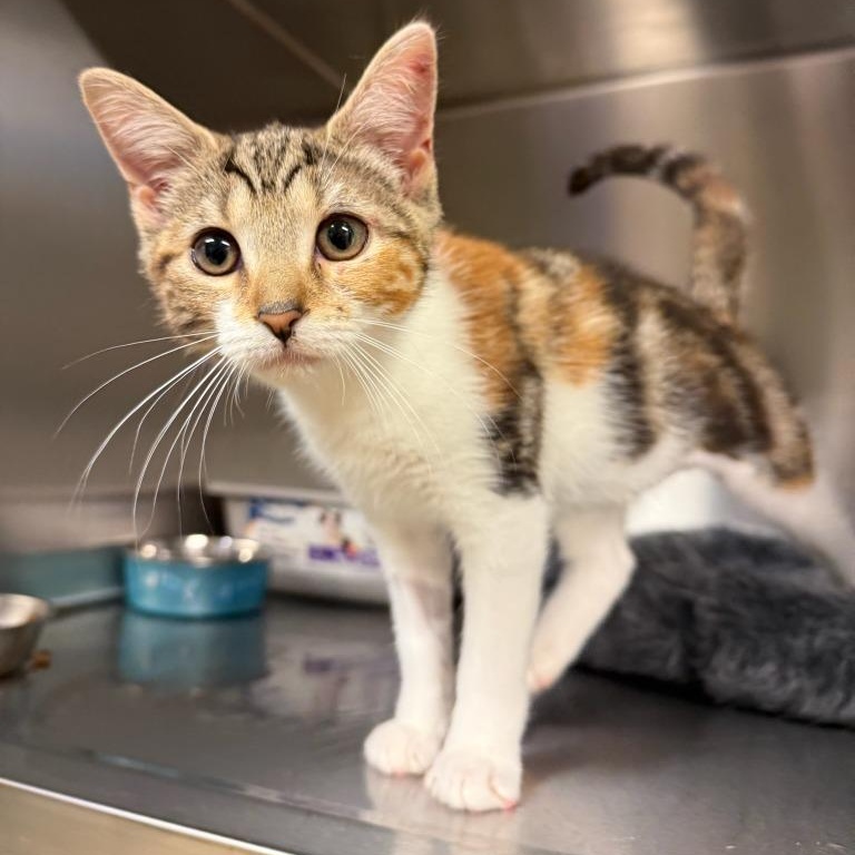 Bahamas, adopted, Kitten Female Domestic Short Hair.