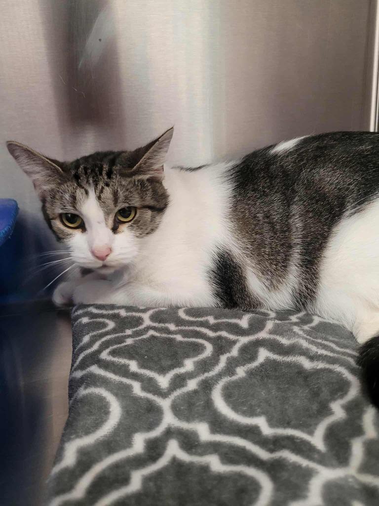 CB, Adoptable, Adult Female Domestic Short Hair.