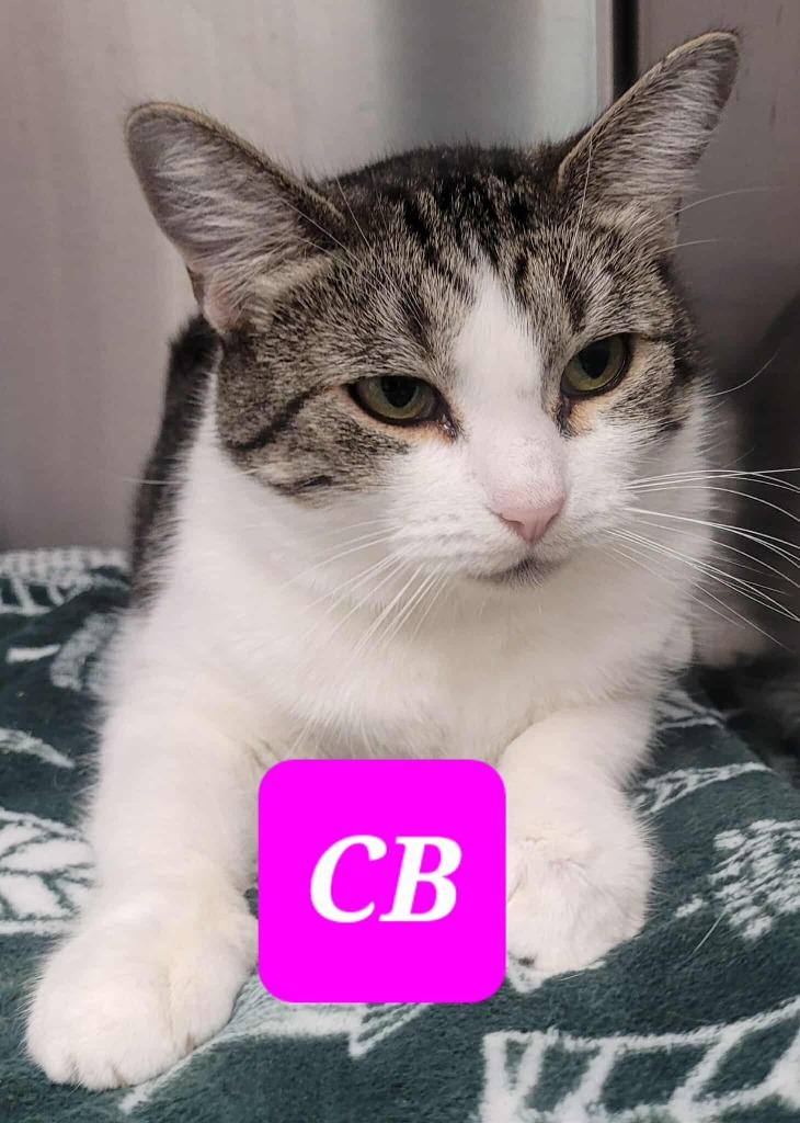 CB, Adoptable, Adult Female Domestic Short Hair.