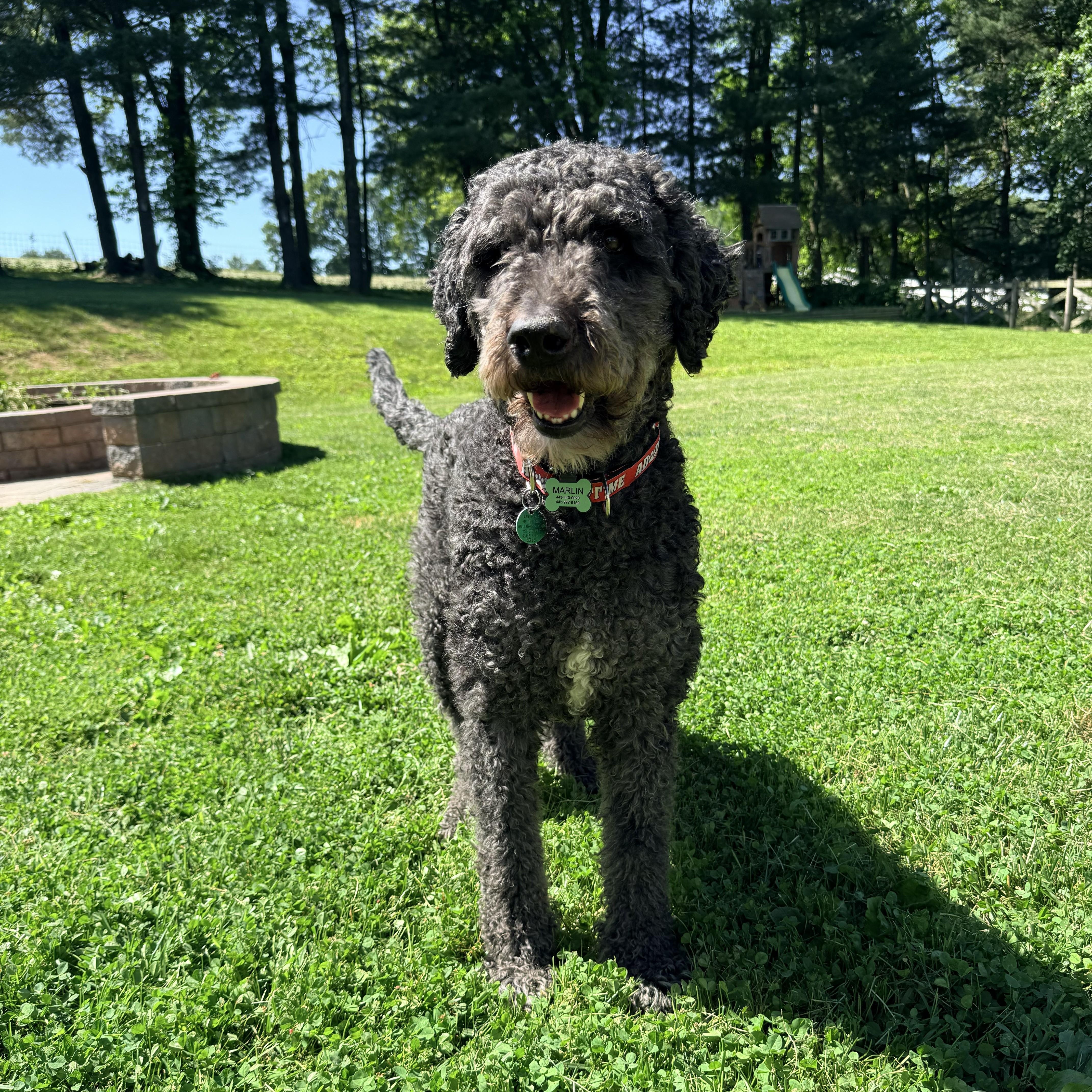 BANDITO-MARYLAND, a Adoptable Labradoodle in BALDWIN, MD image 5/6