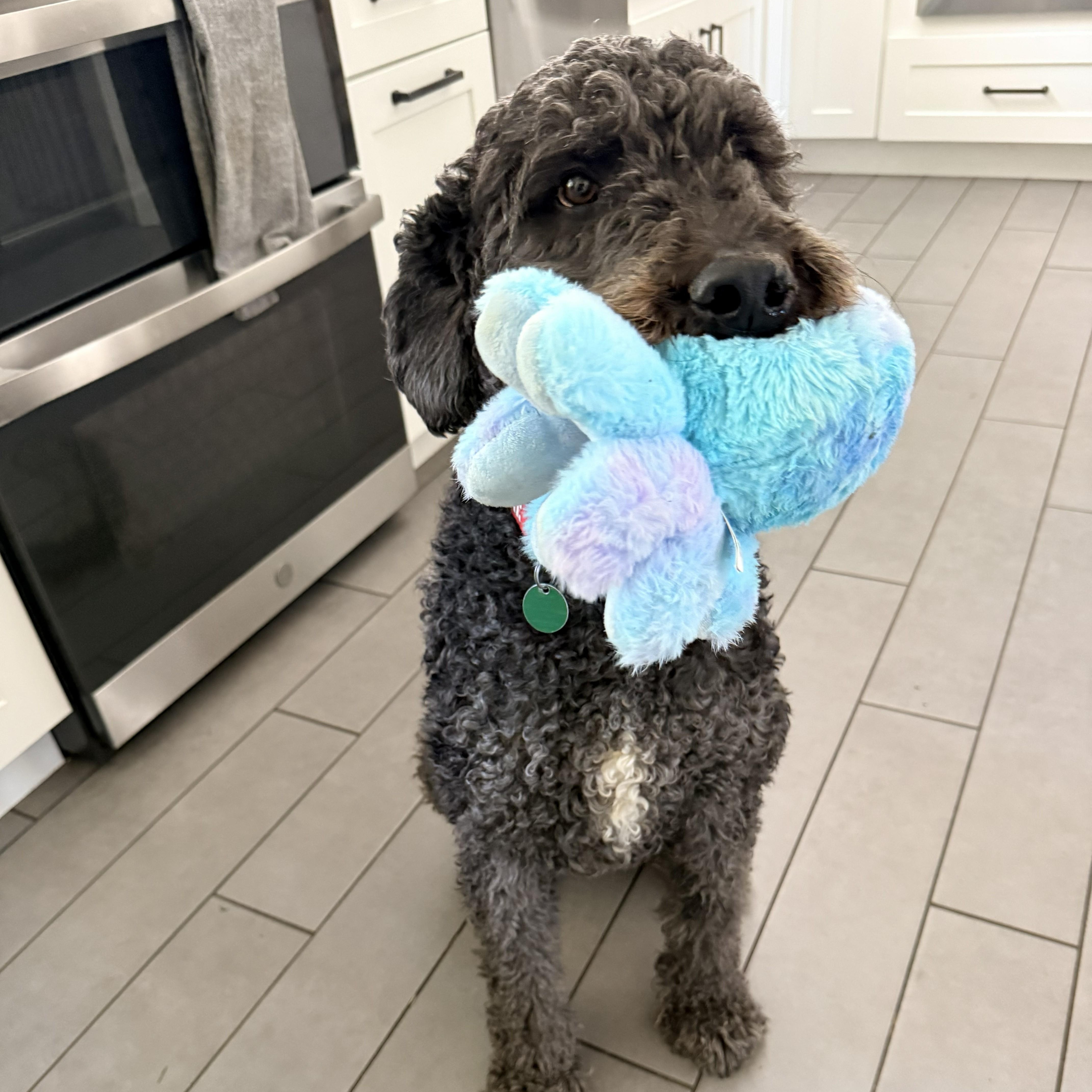 BANDITO-MARYLAND, a Adoptable Labradoodle in BALDWIN, MD image 2/6