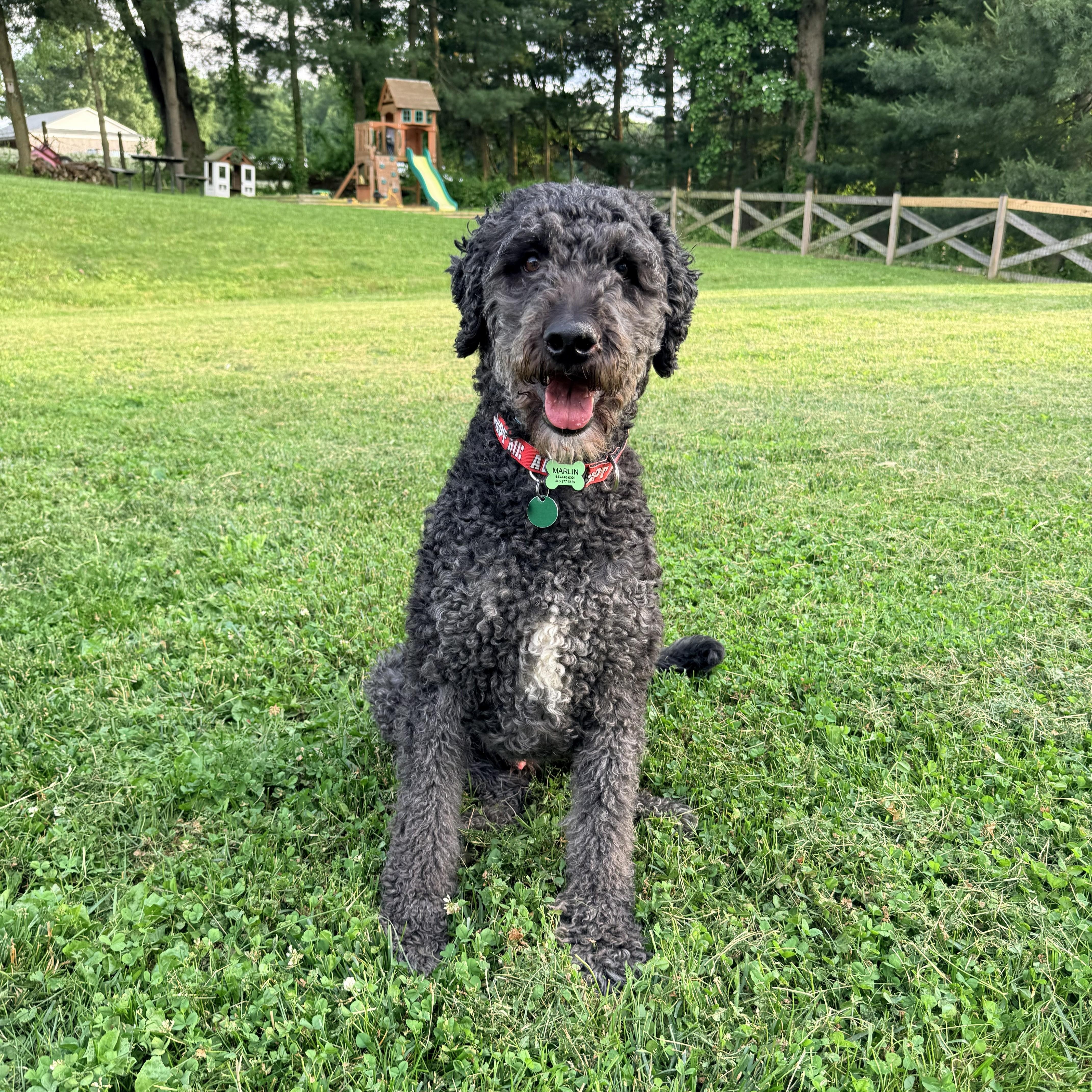 BANDITO-MARYLAND, a Adoptable Labradoodle in BALDWIN, MD image 3/6