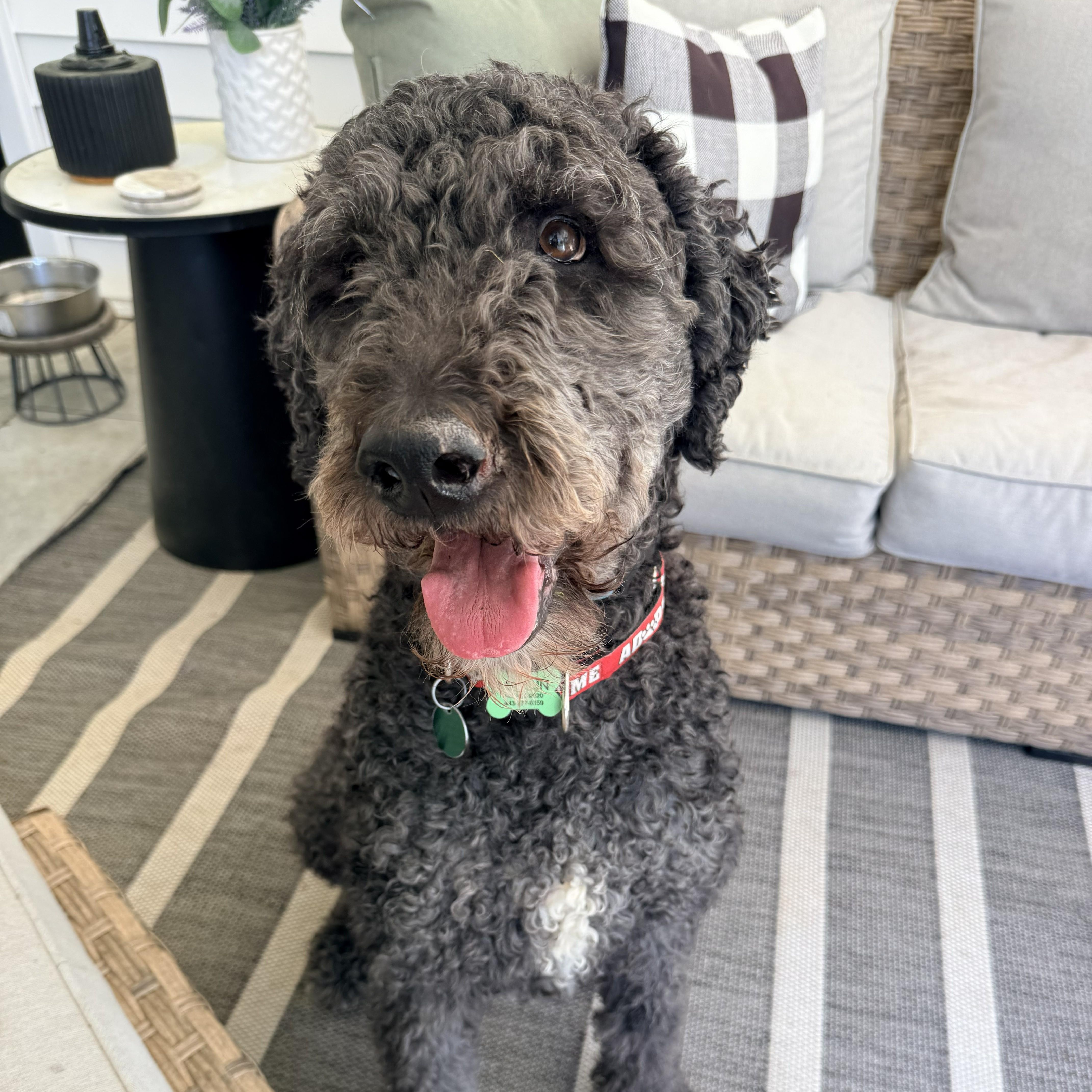 BANDITO-MARYLAND, Adoptable, Adult Male Labradoodle.