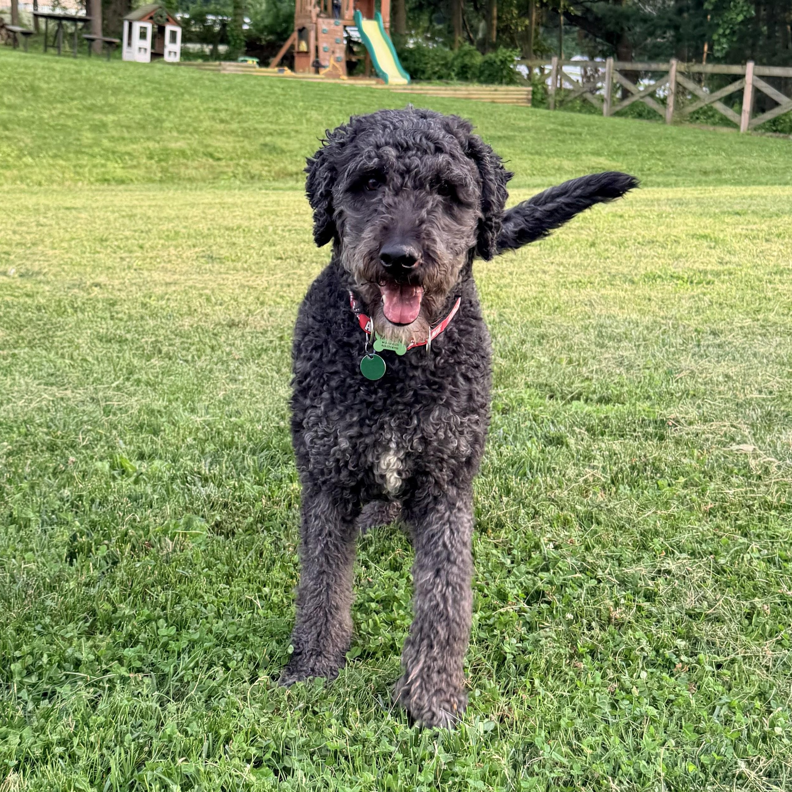 BANDITO-MARYLAND, a Adoptable Labradoodle in BALDWIN, MD image 4/6