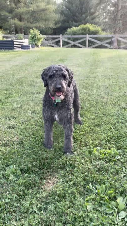 Enlarge BANDITO-MARYLAND, a Adoptable Labradoodle in BALDWIN, MD video 6/6