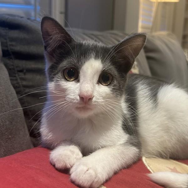 Luca, Adoptable, Kitten Male Domestic Short Hair.