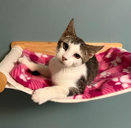 Enlarge Franklin, a Adoptable Domestic Short Hair in Andover, MN image 2/6