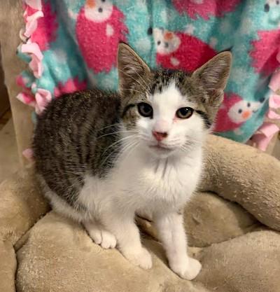 Enlarge Franklin, a Adoptable Domestic Short Hair in Andover, MN image 5/6