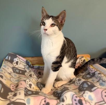 Enlarge Franklin, a Adoptable Domestic Short Hair in Andover, MN image 1/6