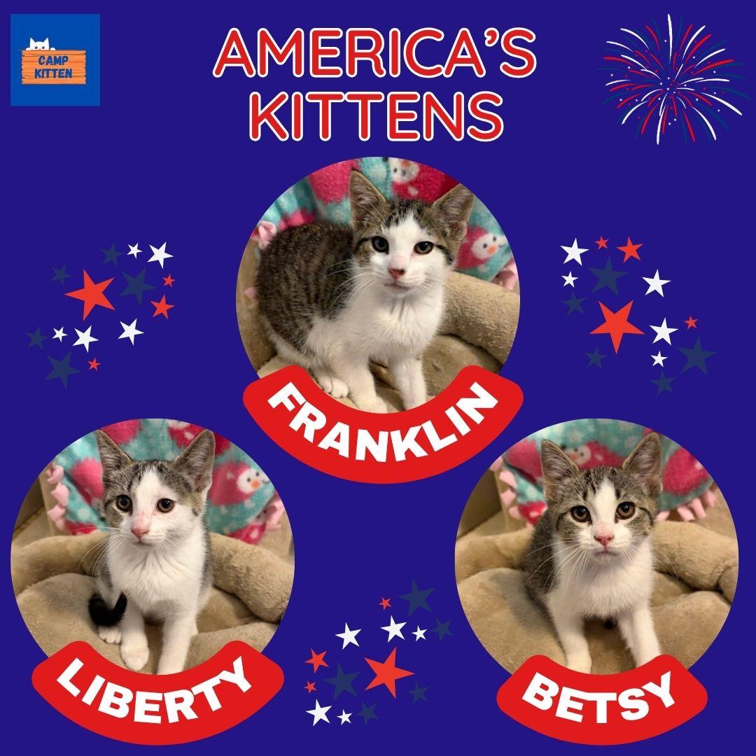 Enlarge Franklin, a Adoptable Domestic Short Hair in Andover, MN image 6/6