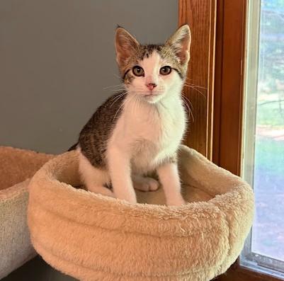 Enlarge Franklin, a Adoptable Domestic Short Hair in Andover, MN image 4/6