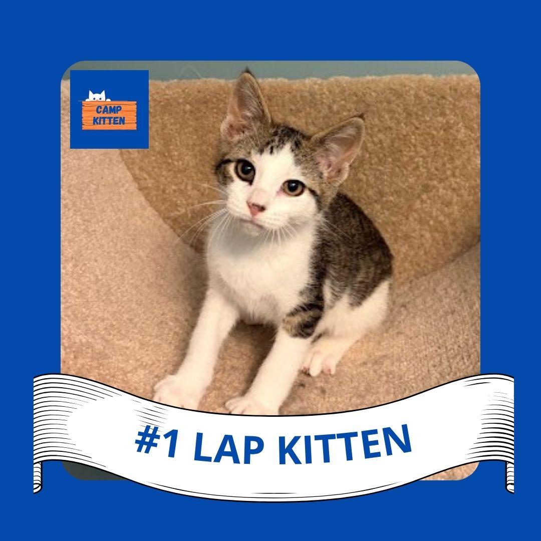 Enlarge Franklin, a Adoptable Domestic Short Hair in Andover, MN image 3/6
