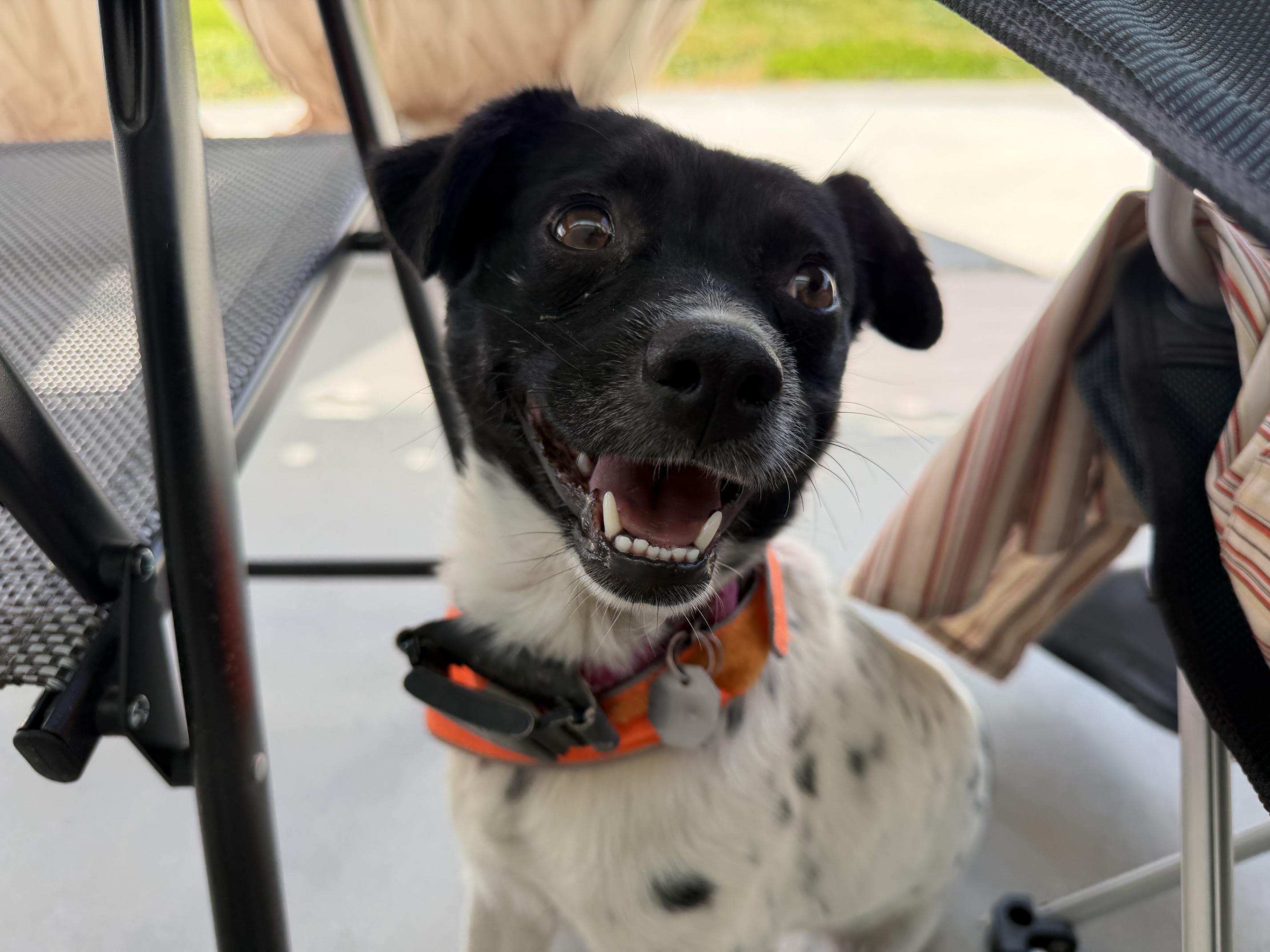 Enlarge Poppy, a ADOPTABLE Terrier in Salt Lake City, UT image 2/6