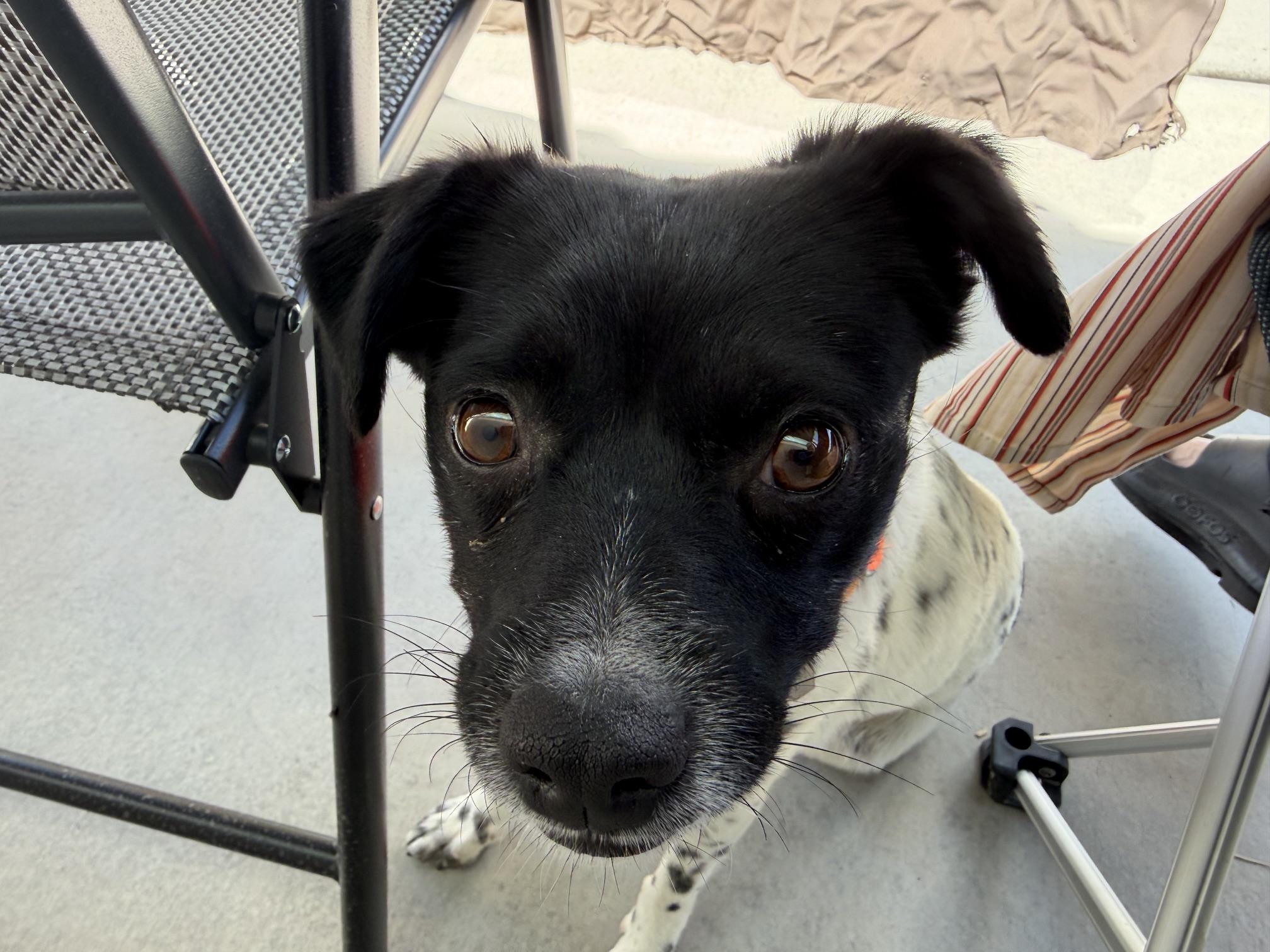 Enlarge Poppy, a ADOPTABLE Terrier in Salt Lake City, UT image 5/6
