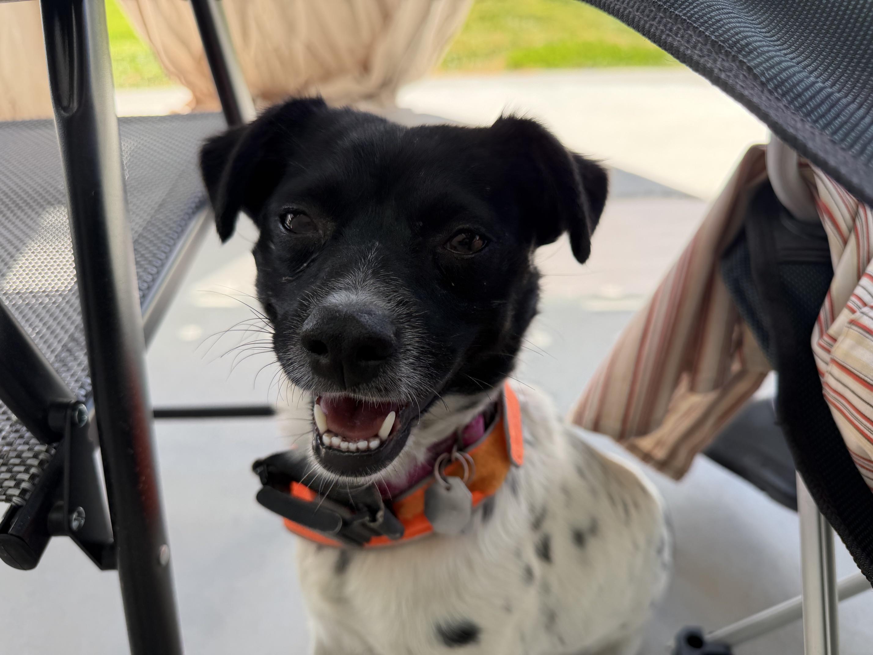 Enlarge Poppy, a ADOPTABLE Terrier in Salt Lake City, UT image 4/6