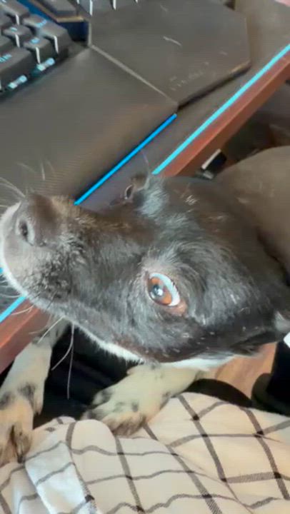 Enlarge Poppy, a ADOPTABLE Terrier in Salt Lake City, UT video 6/6