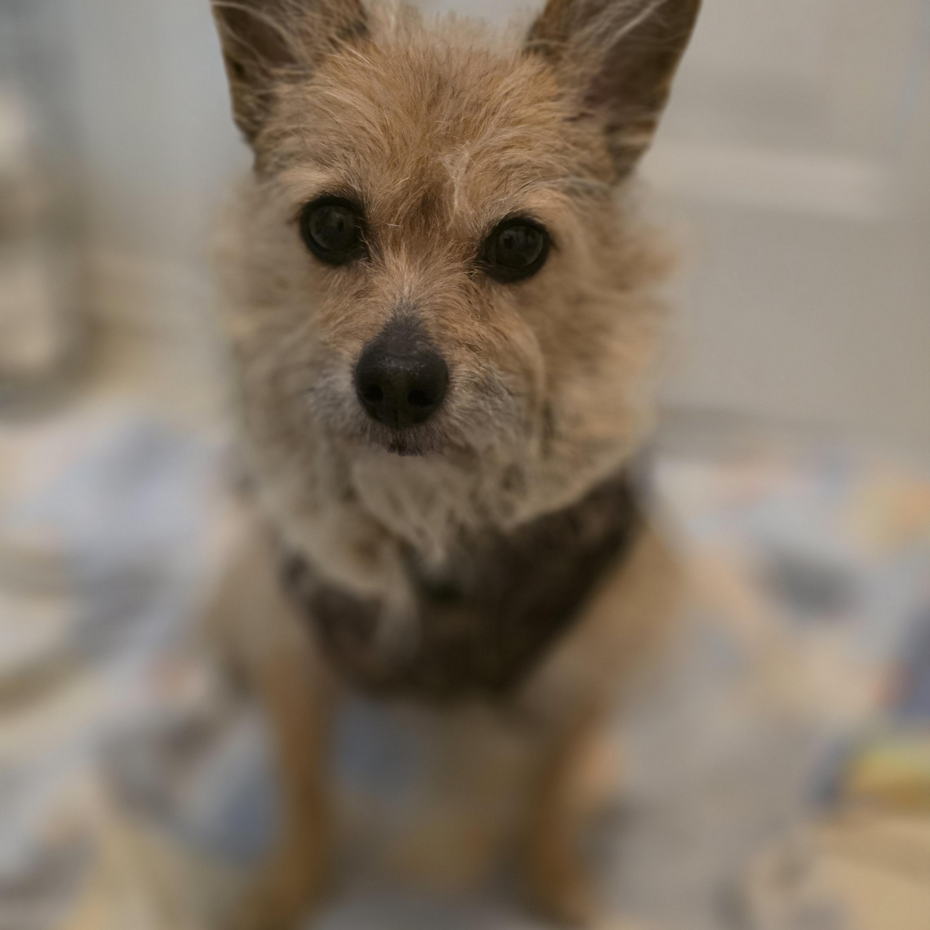 Enlarge Doris, a ADOPTABLE mixed breed in Troy, MI image 1/6