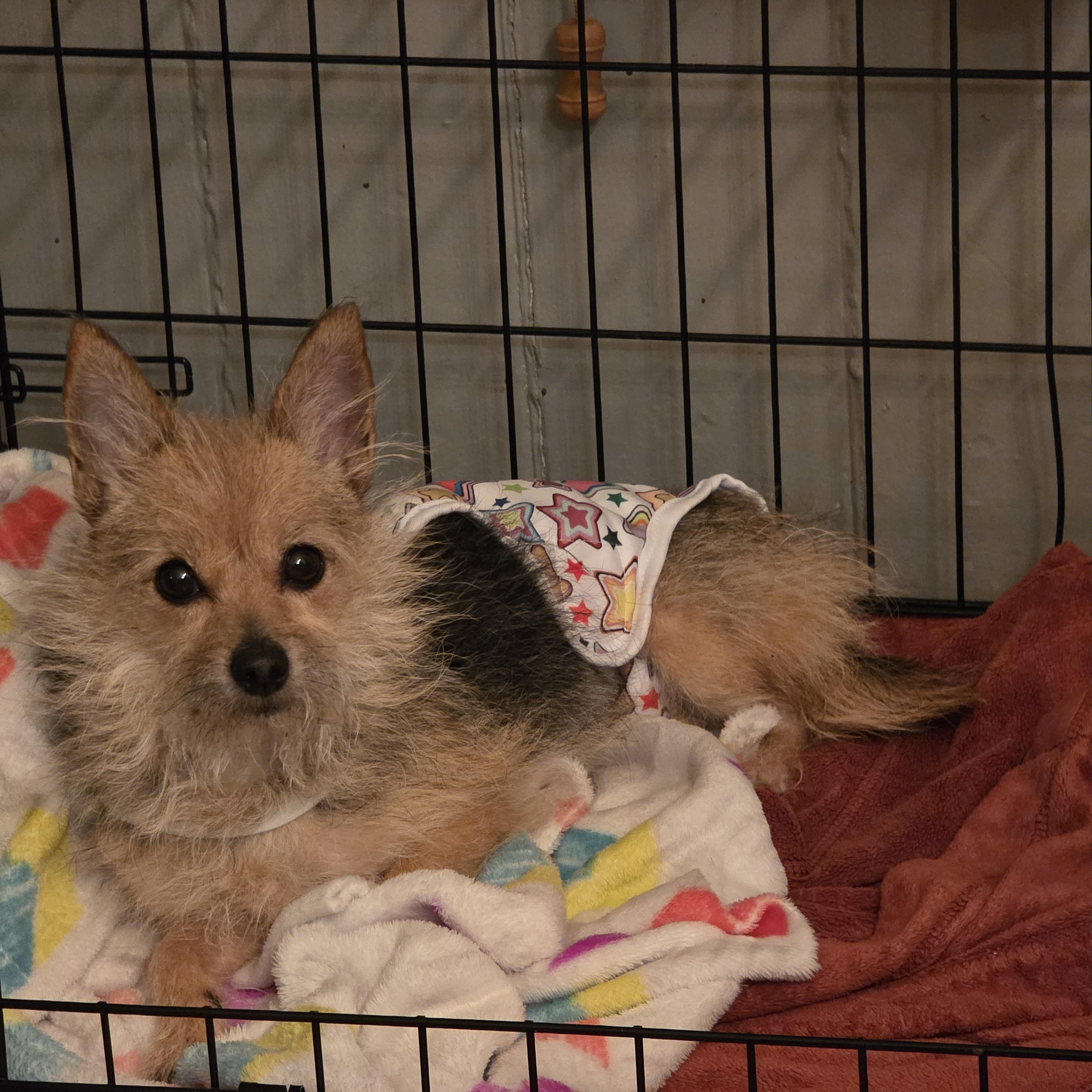 Enlarge Doris, a ADOPTABLE mixed breed in Troy, MI image 2/6