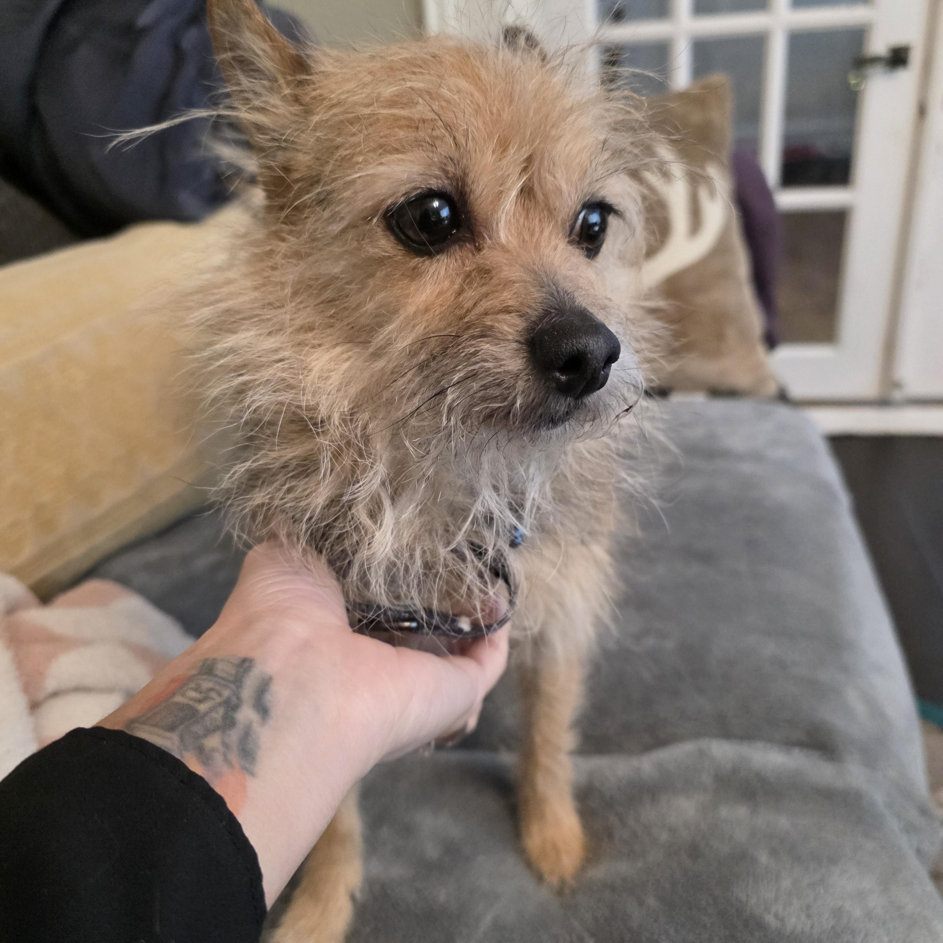 Enlarge Doris, a ADOPTABLE mixed breed in Troy, MI image 3/6