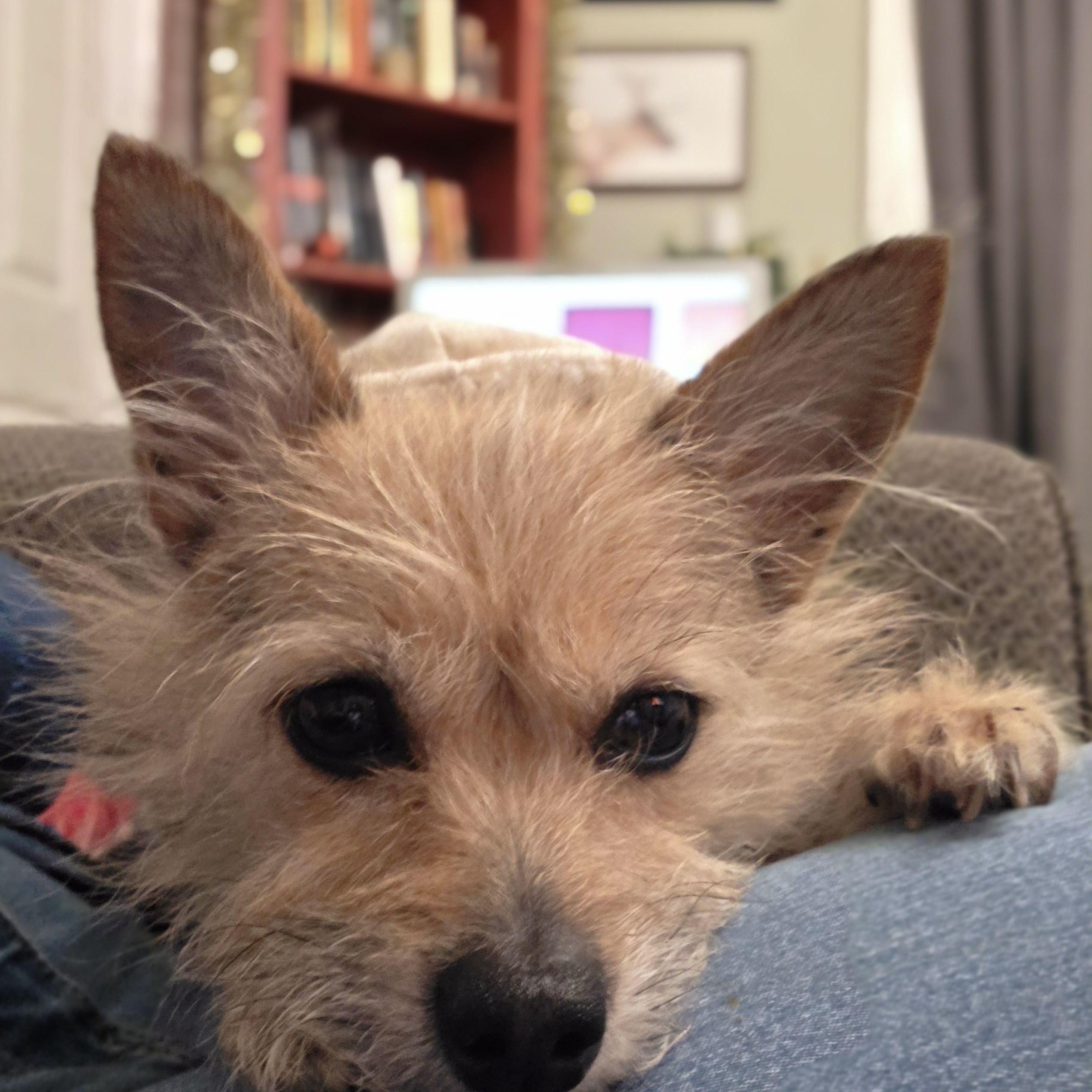 Enlarge Doris, a ADOPTABLE mixed breed in Troy, MI image 4/6