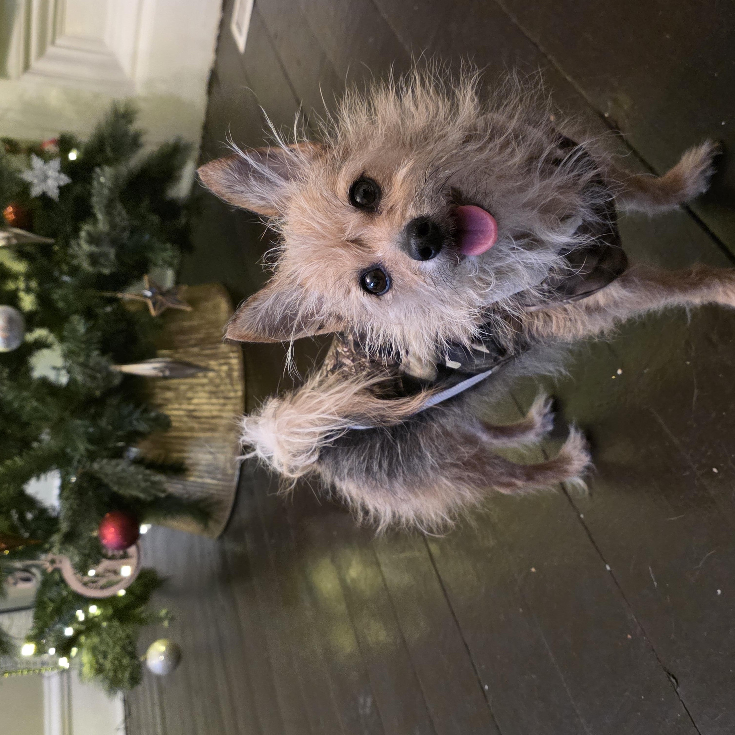 Enlarge Doris, a ADOPTABLE mixed breed in Troy, MI image 5/6