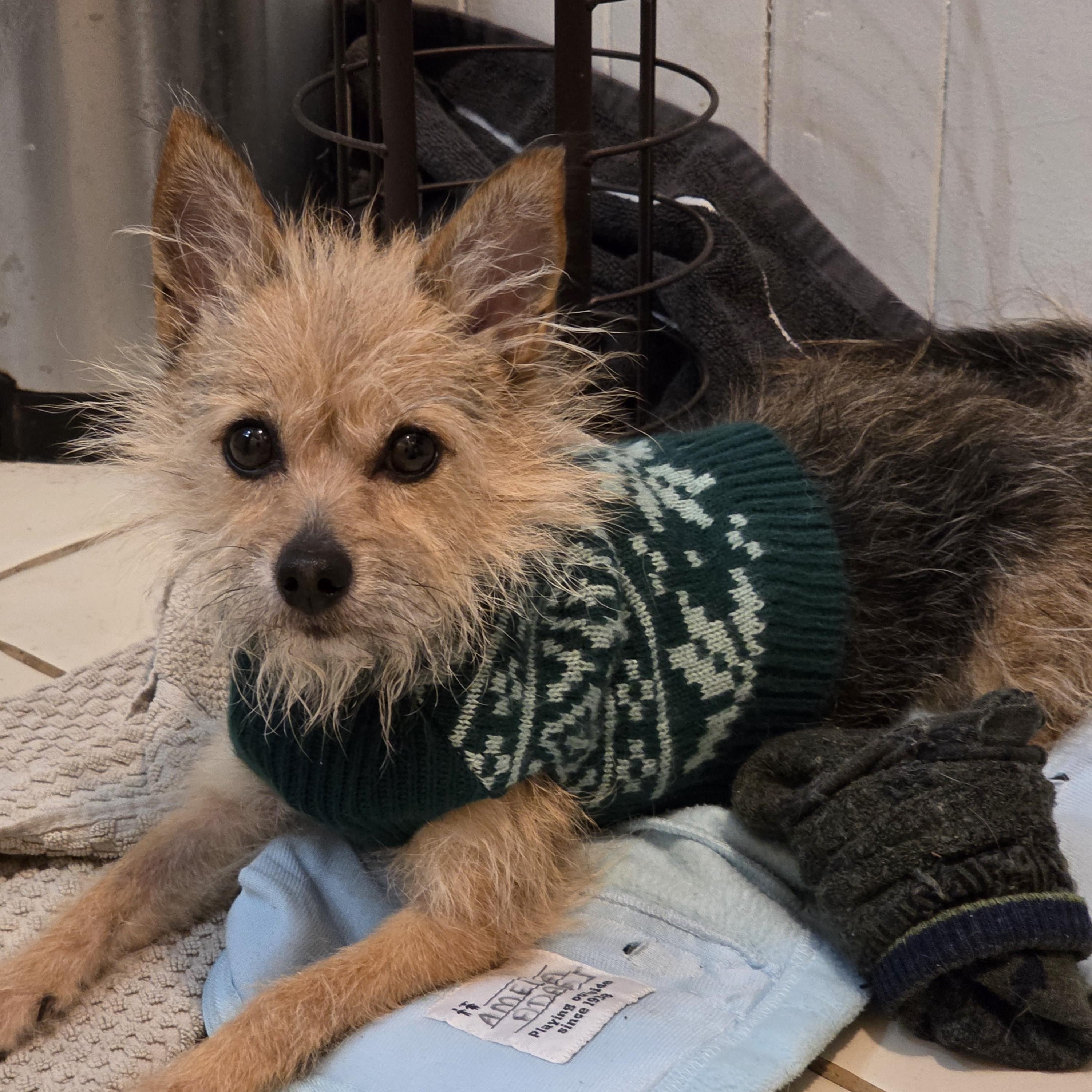 Enlarge Doris, a ADOPTABLE mixed breed in Troy, MI image 6/6