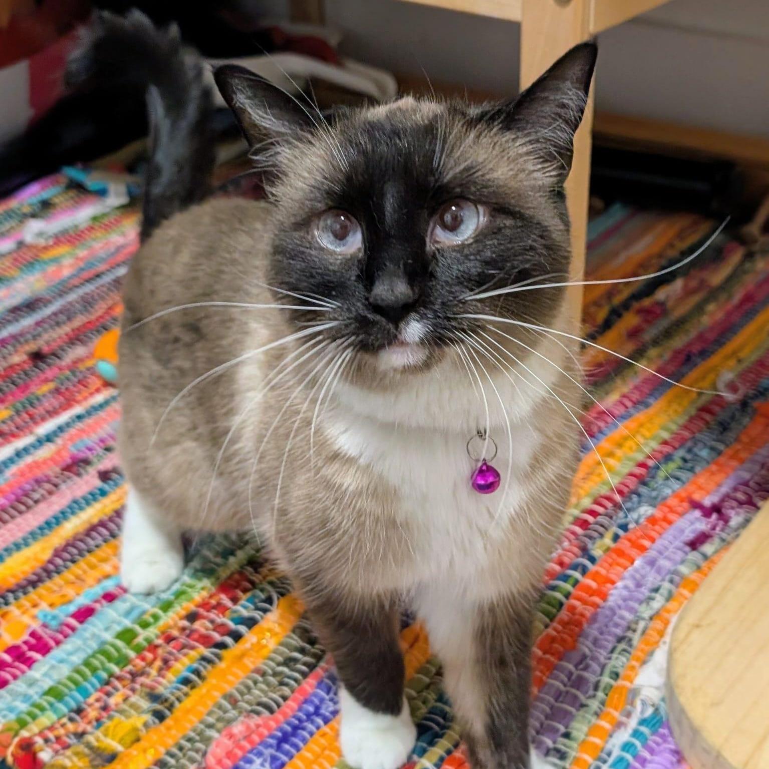 Enlarge Minnow, a ADOPTABLE Snowshoe in New York, NY image 4/6